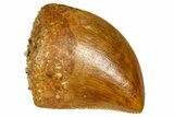 Serrated Baby Carcharodontosaurus Tooth - Morocco #361034-1